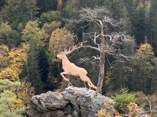 Ein neuer Hirsch im Höllental im Frankenwald