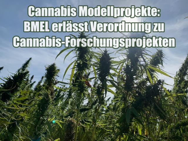 Cannabis Modellprojekte: BMEL erlässt Verordnung zu Cannabis-Forschungsprojekten